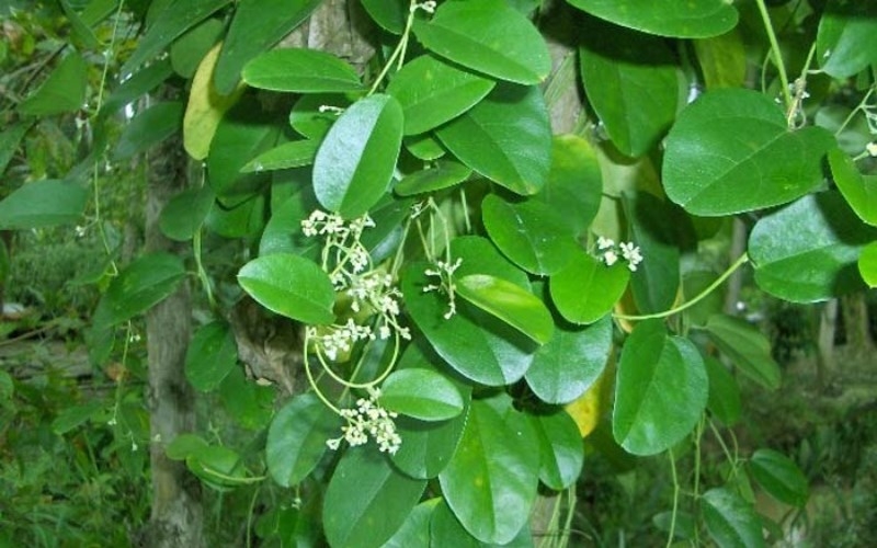 Cách làm sương sâm không cần nang mực 3