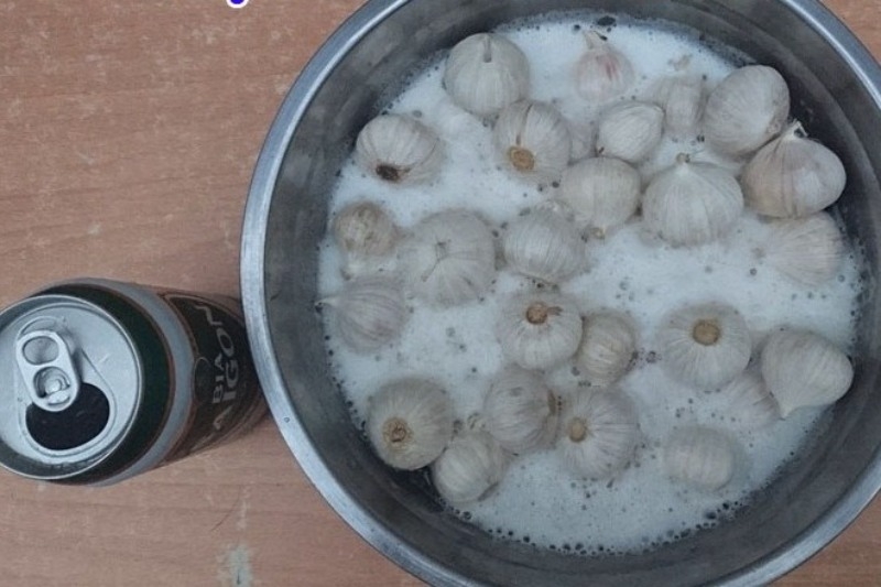 cách làm tỏi đen bằng nồi cơm điện 3