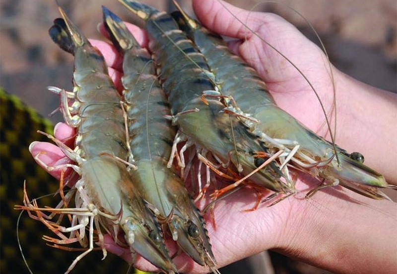 Mẹo chọn mua tôm tươi ngon