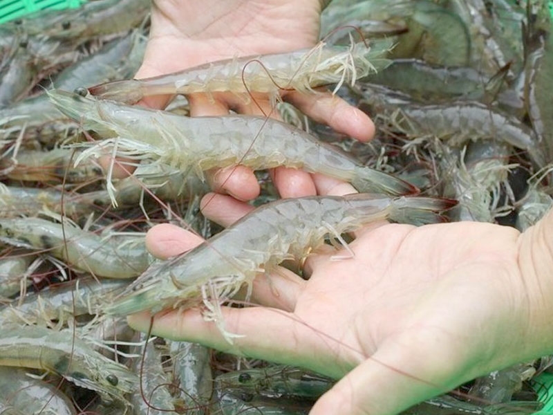 cách làm tôm sấy dẻo ảnh 4