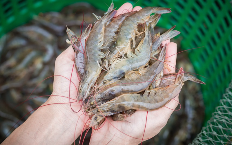 tôm xào bông cải (hình 1)