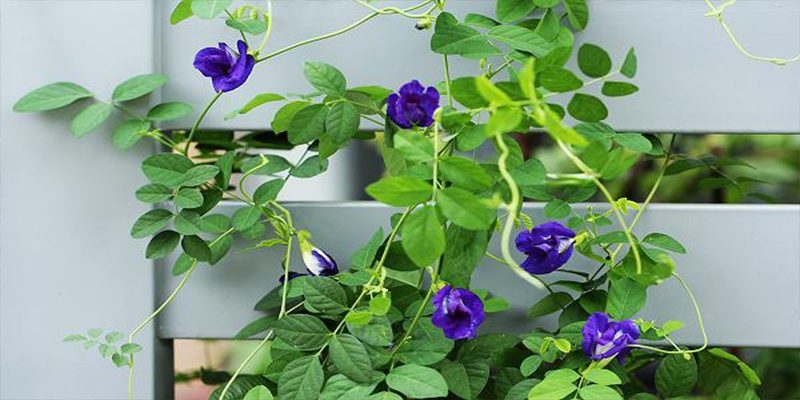cách làm xôi mít hoa đậu biếc (hình 2)