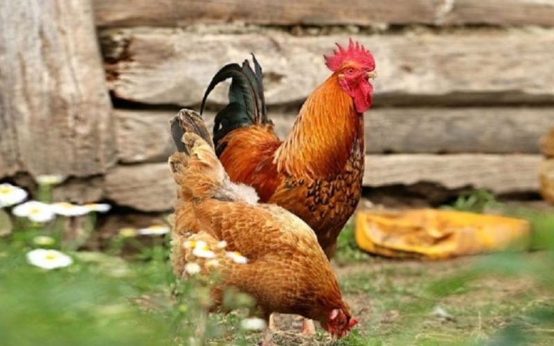 cách luộc gà không bị đỏ xương 6