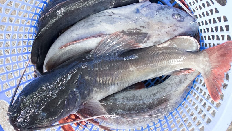 cá lăng kho khóm (hình 2)