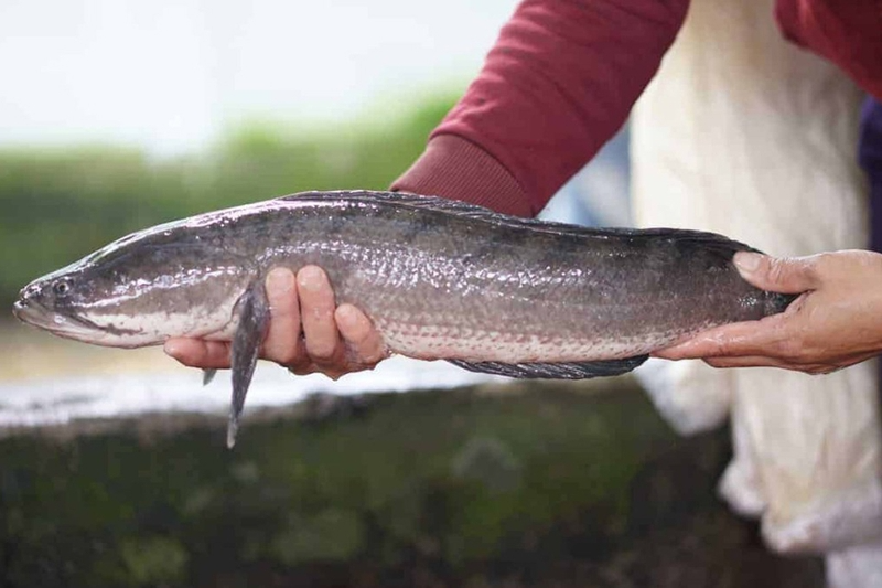 canh bún cá - hình 6