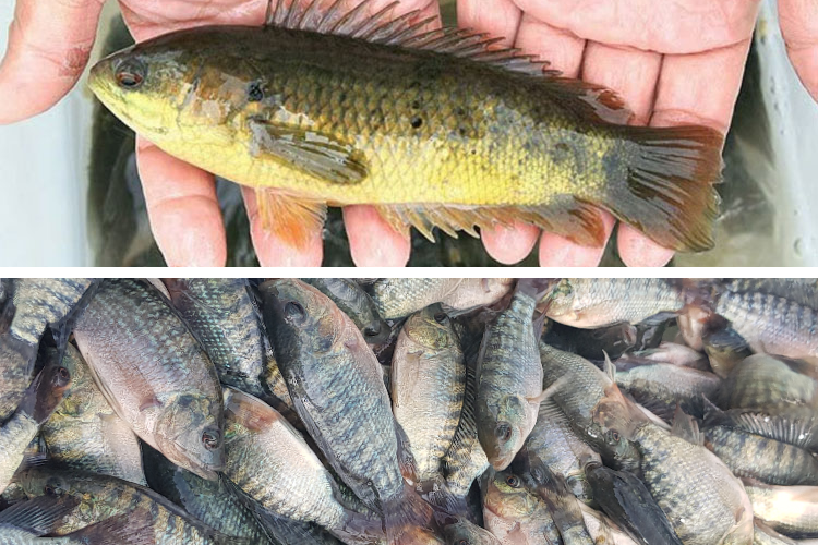 Cách nấu canh cá rô rau cải hình 2