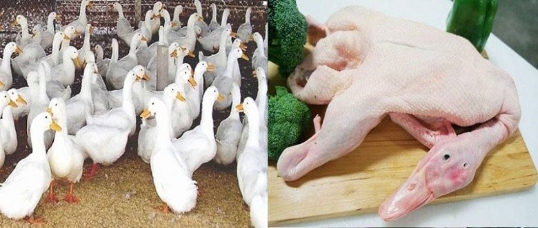 cach chon thit vit tuoi ngon