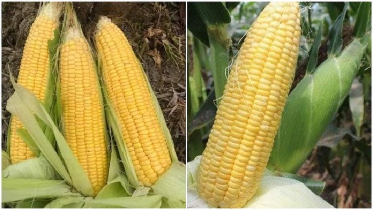 Cách nấu xôi bắp Mỹ bằng nồi cơm điện (Hình 7)