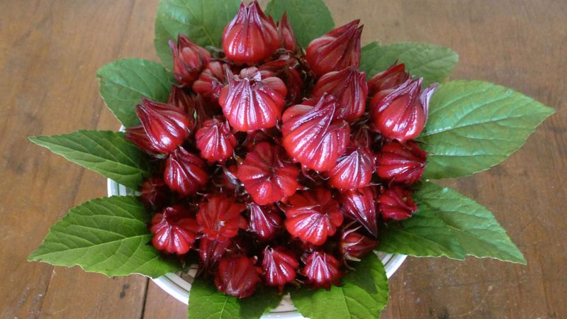 cách ngâm rượu atiso đỏ 1