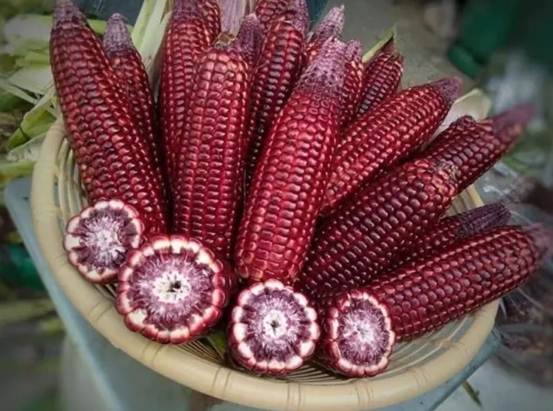 cách ngâm rượu ngô tím 2