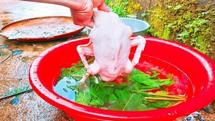 cách nhổ lông vịt 4