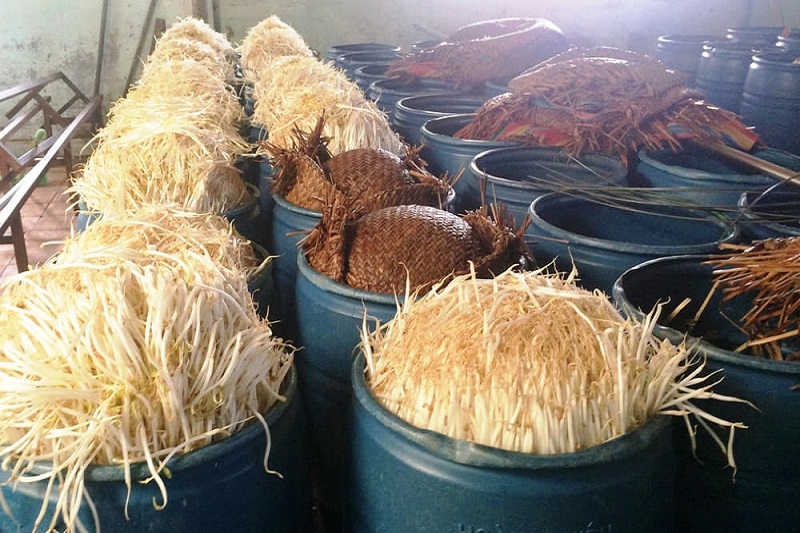 Cách phát hiện giá đỗ ngâm hóa chất ảnh 1