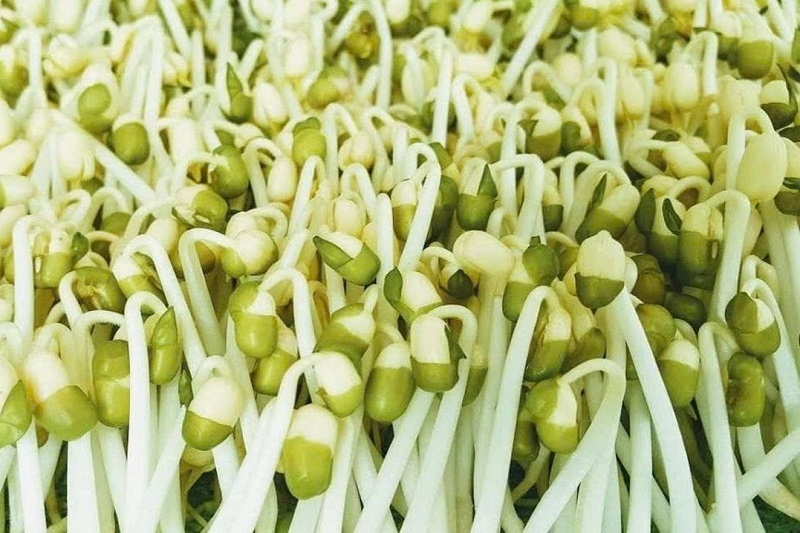Cách phát hiện giá đỗ ngâm hóa chất ảnh 3