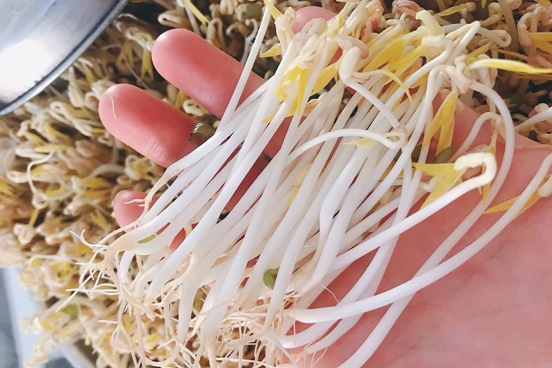 Cách phát hiện giá đỗ ngâm hóa chất ảnh 6