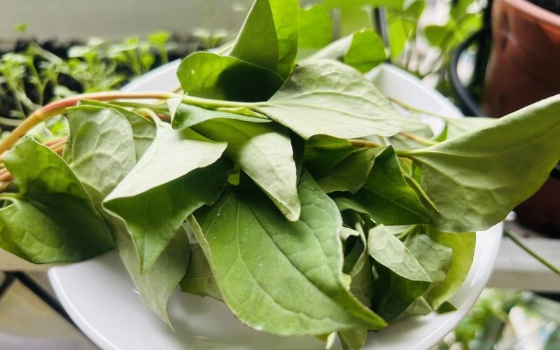 Tác dụng giúp giảm táo bón của rau diếp cá
