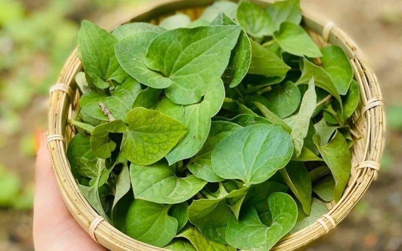 Lưu ý khi sử dụng rau diếp cá giảm táo bón