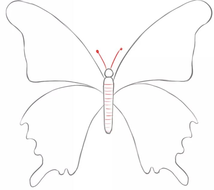 cách vẽ con bướm 8