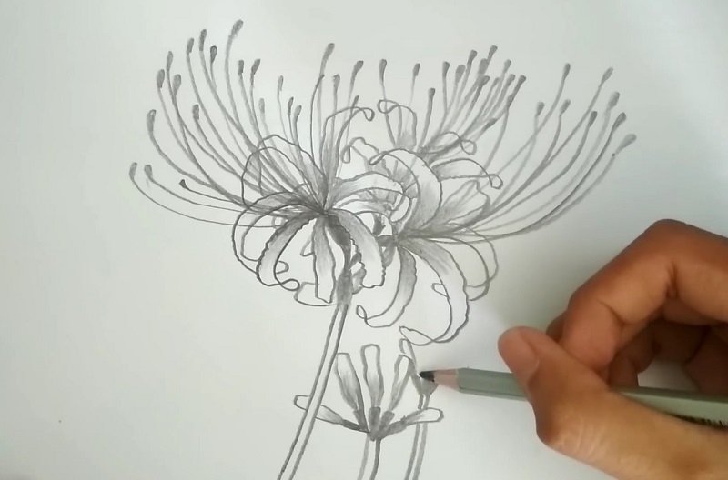 Cách vẽ hoa bỉ ngạn ảnh 6