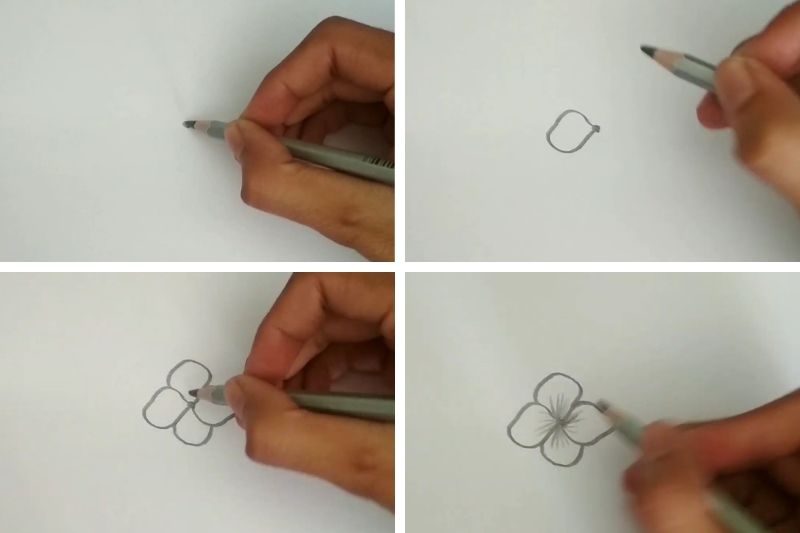 Cách vẽ hoa cẩm tú cầu ảnh 2