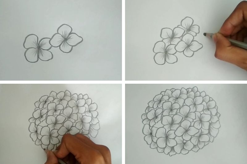 Cách vẽ hoa cẩm tú cầu ảnh 3