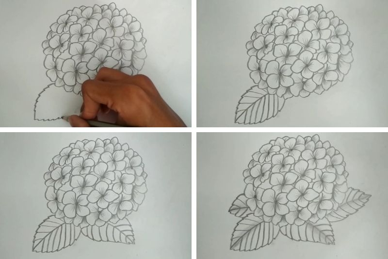 Cách vẽ hoa cẩm tú cầu ảnh 4