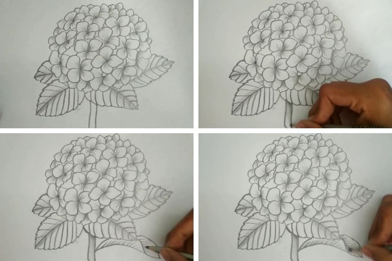 Cách vẽ hoa cẩm tú cầu ảnh 5