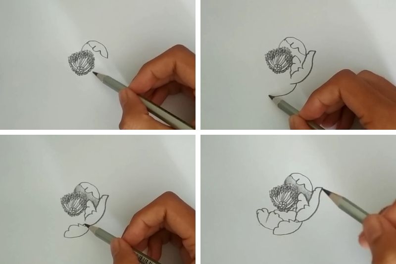 Cách vẽ hoa mẫu đơn ảnh 2