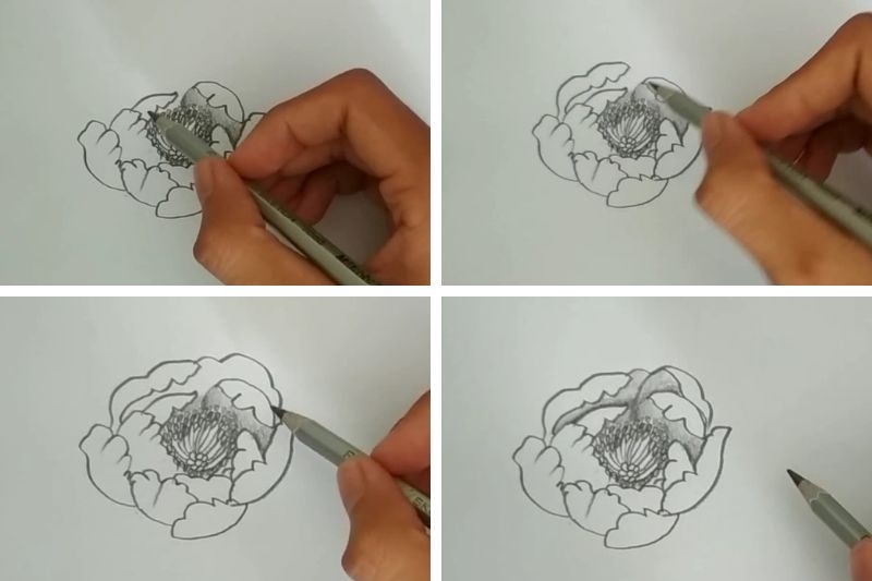 Cách vẽ hoa mẫu đơn ảnh 3