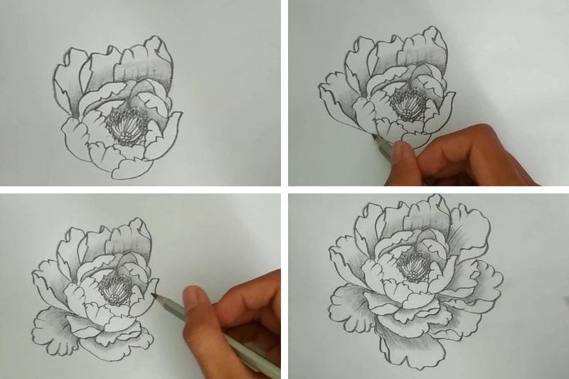 Cách vẽ hoa mẫu đơn ảnh 4