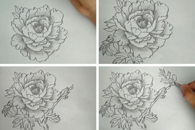 Cách vẽ hoa mẫu đơn ảnh 5
