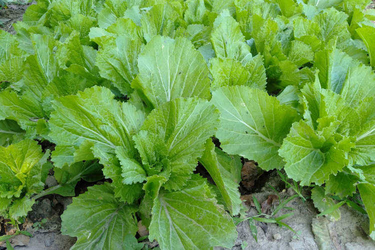 Cải bẹ xanh xào tôm hình 6