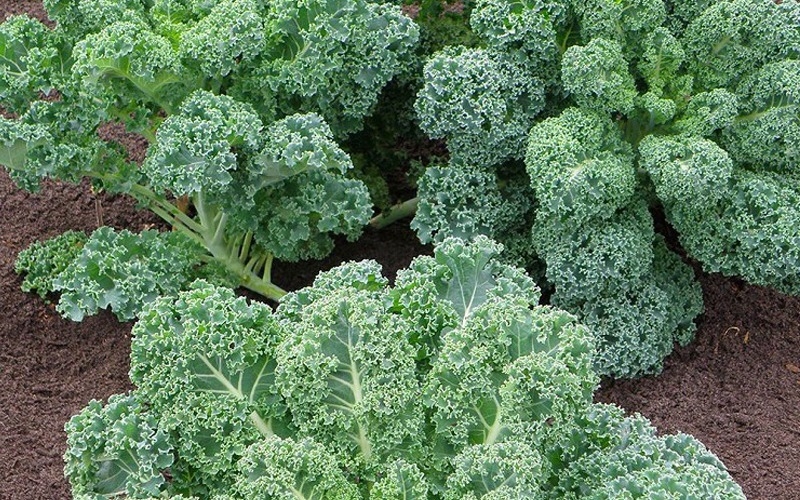 Cải kale làm món gì 8