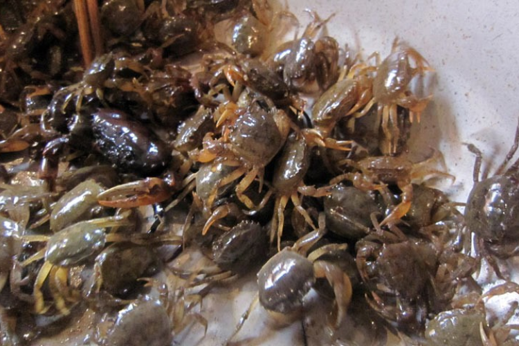 Càng cua đồng rang muối ớt hình 4