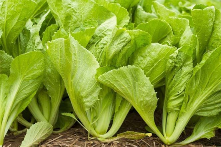 canh cải bẹ xanh nấu gừng 2