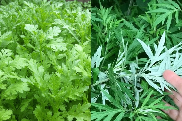 Cải cúc là cây gì? Có phải ngải cứu không?