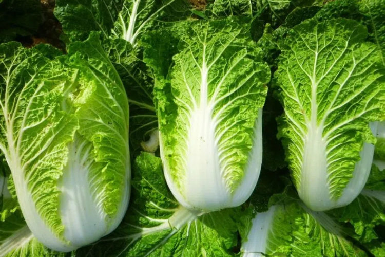 Canh cải thảo 1
