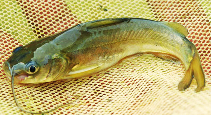 Canh chua cá chốt (hình 10)
