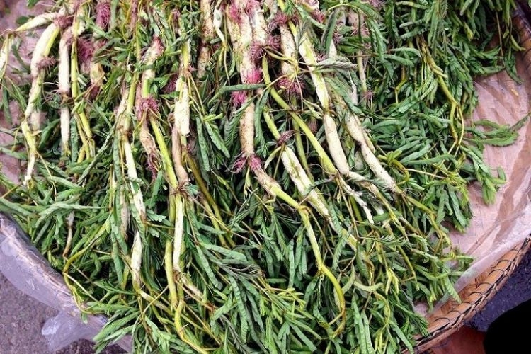 Canh chua cá trê rau nhút