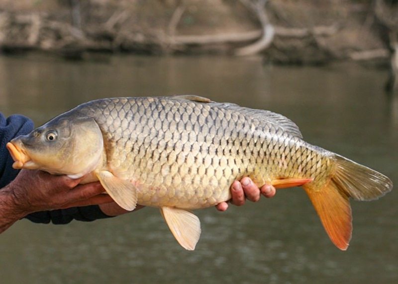 Canh đậu đỏ nấu cá chép 2