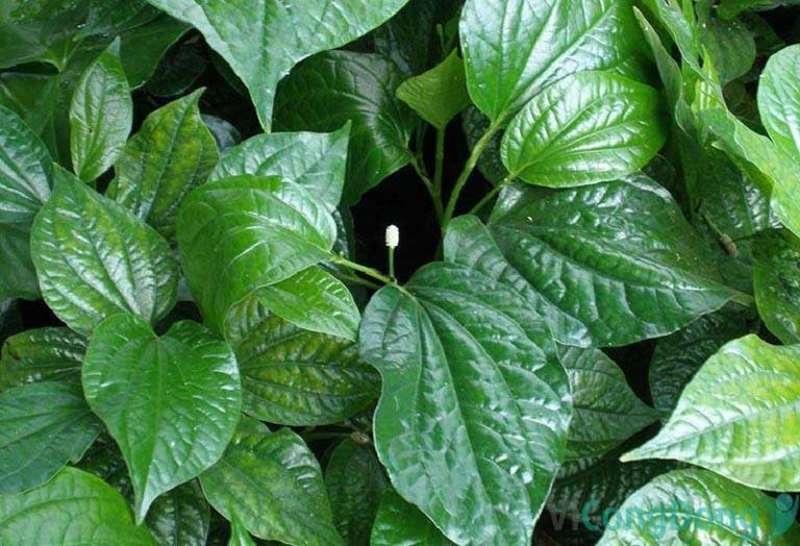 canh hàu lá lốt ảnh 4