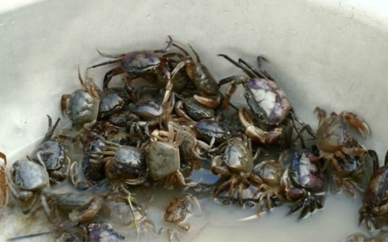 Cách chọn cua đồng ngon