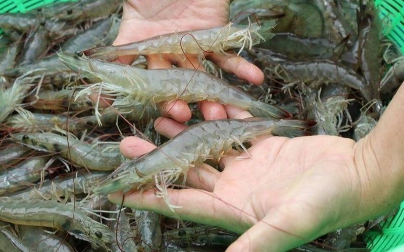 Cách chọn tôm tươi