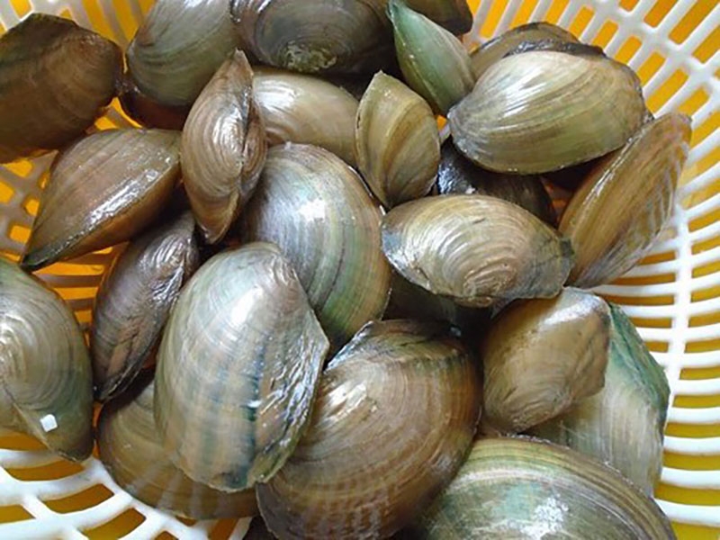 Chia sẻ cách làm canh trai nấu rau răm (hình 2)