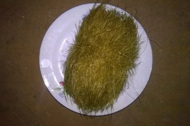 Cát lợn hình 3