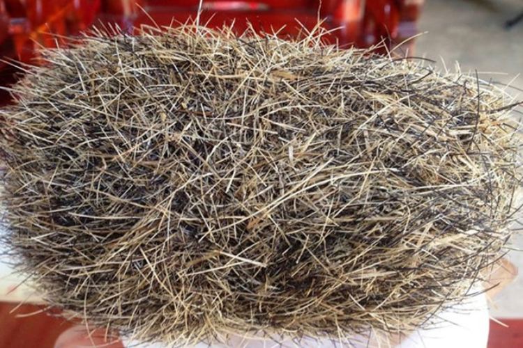 Cát lợn hình 4