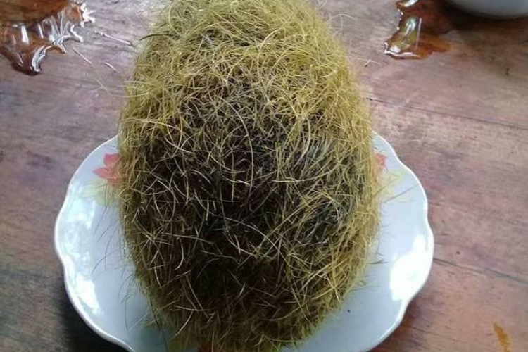 Cát lợn hình 5