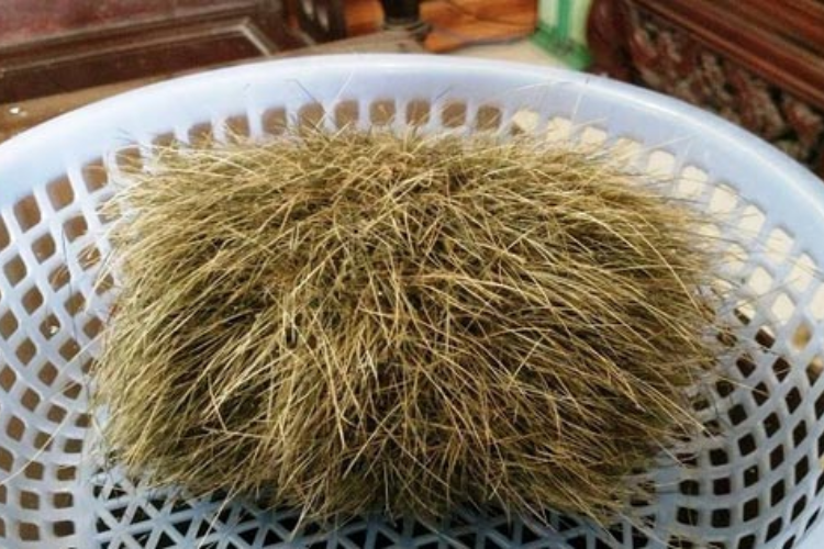Cát lợn hình 6
