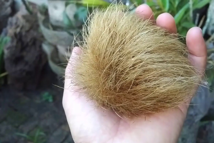 Cát lợn hình 7