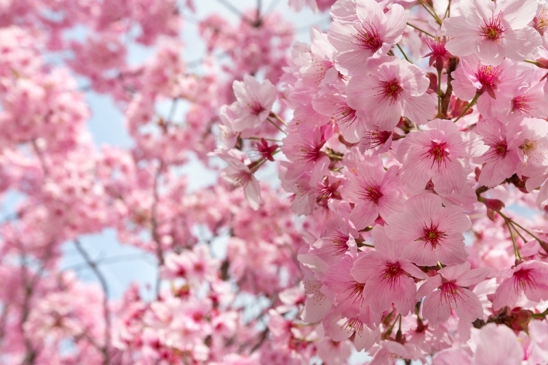 Câu đố về hoa 4