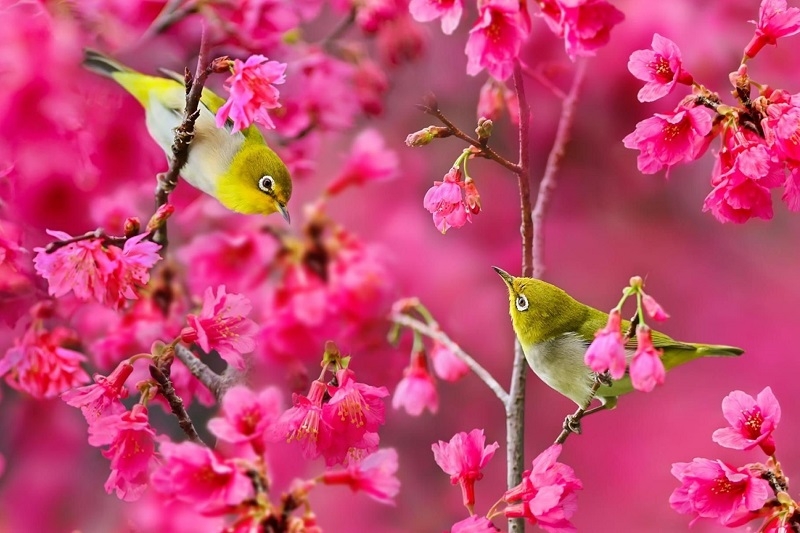 Câu nói hay về mùa xuân ảnh 1